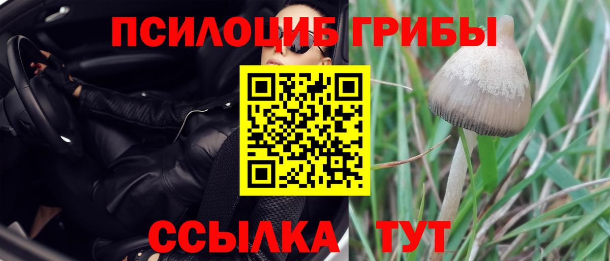 Алексин  Псилоцибиновые грибы Cubensis  Вход с VPN 